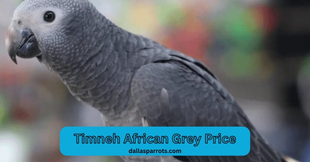 Timneh African Grey Price