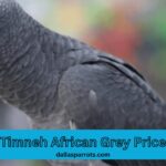Timneh African Grey Price