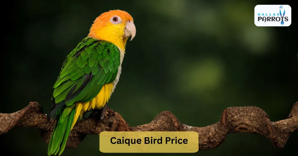 Caique Bird Price