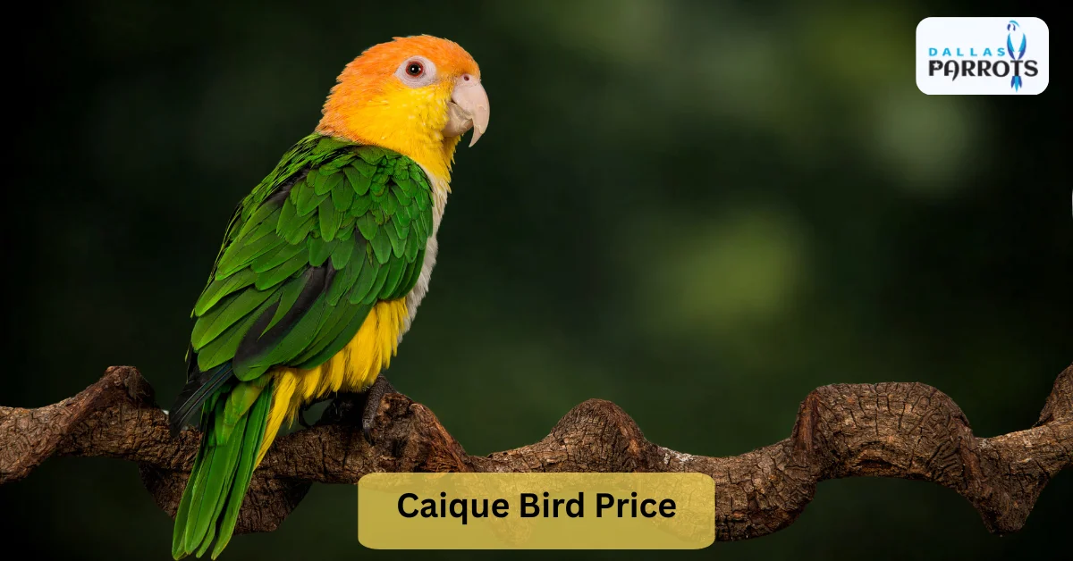 Caique Bird Price Find Your Playful Companion at Dallas Parrots