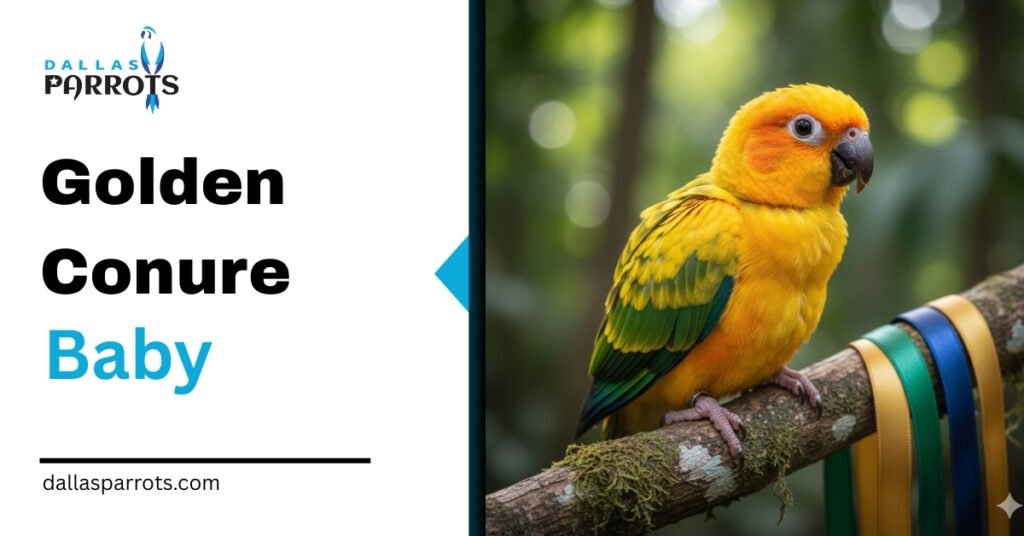 Golden Conure Baby