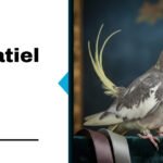 Cockatiel Bird Fancy
