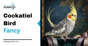 Cockatiel Bird Fancy