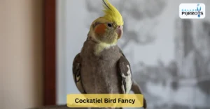 Cockatiel Bird Fancy