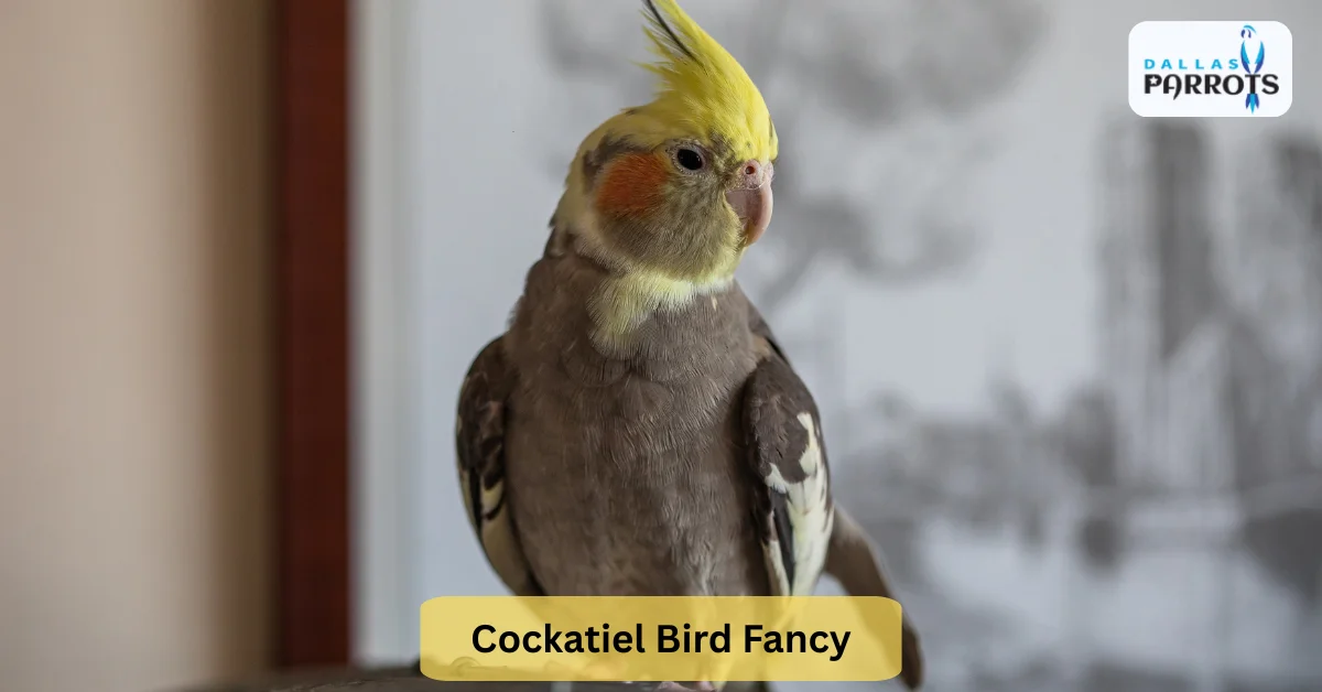 Cockatiel Bird Fancy Lifespan and Care Guide at Dallas Parrots