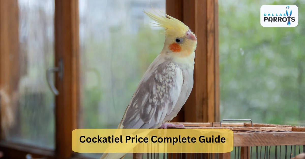 Cockatiel Price Complete Guide to Lifespan Care Diet & Buying Tips