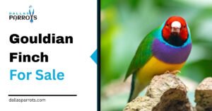 Gouldian Finch for Sale
