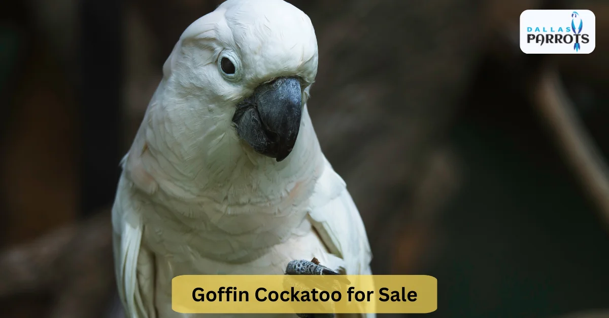 Goffin Cockatoo for Sale Quiet Lifespan, Diet, Living & Playing at Dallas Parrot