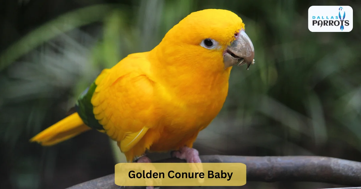 Golden Conure Baby Bring Home a Ray of Sunshine at Dallas Parrots