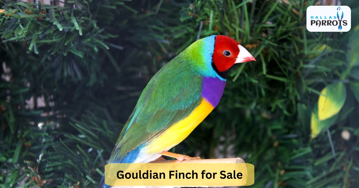 Gouldian Finch for Sale Quiet Lifespan, Diet, Living, Playing & More
