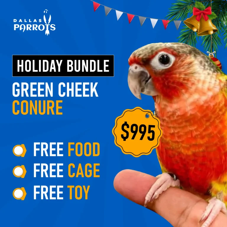 Green Cheek Conure Normal