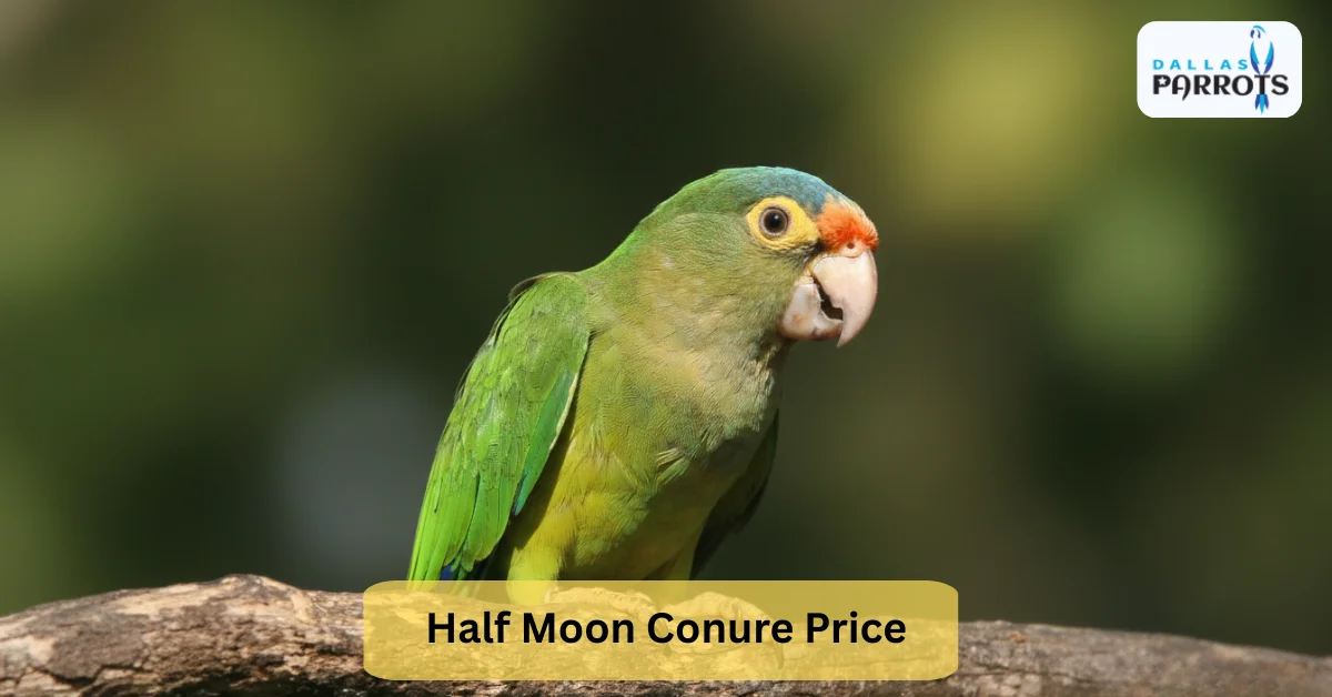 Half Moon Conure Price Find Your Colorful Playful Companion at Dallas Parrots