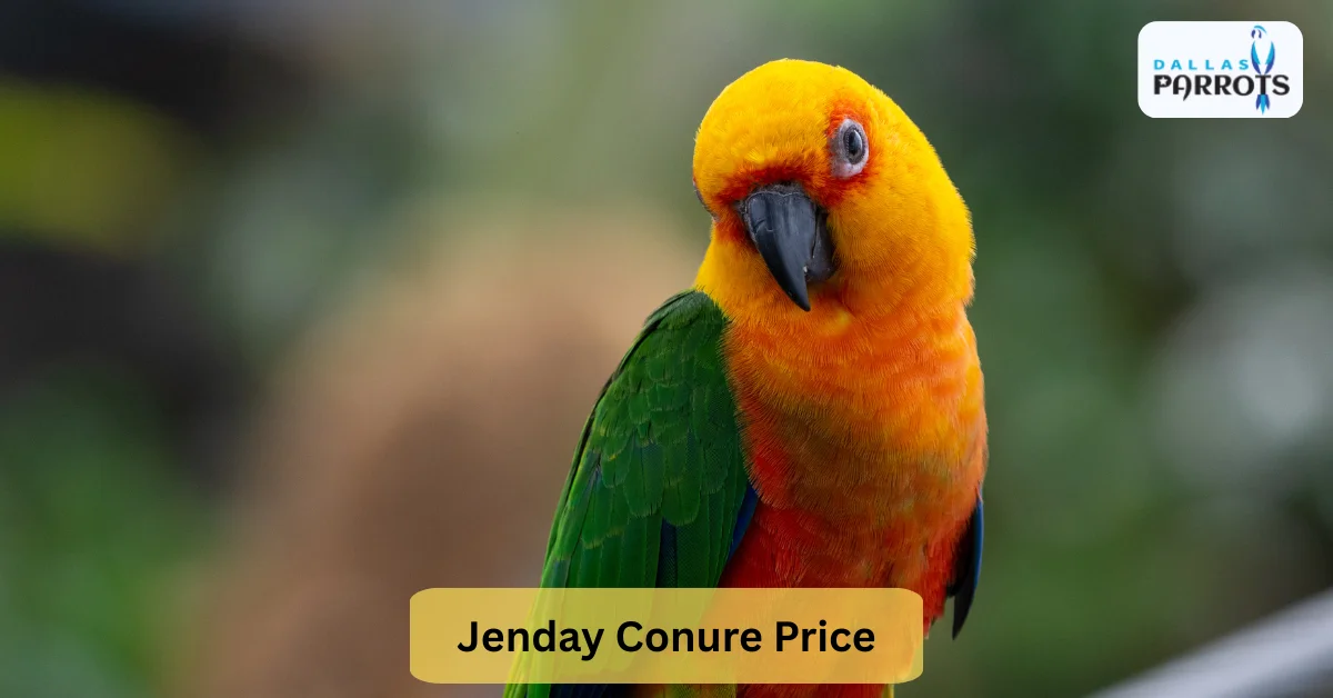 Jenday Conure Price Find Your Playful Companion at Dallas Parrots