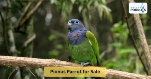 Pionus parrot for sale