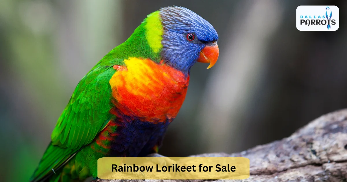 Rainbow Lorikeet Lifespan, Diet, Care  and Behavior Guide