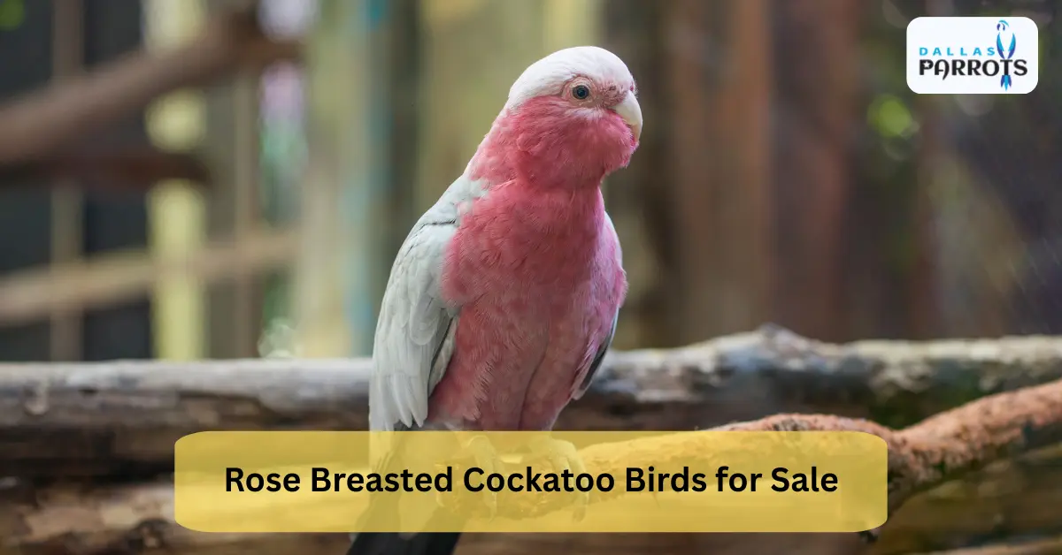 Rose Breasted Cockatoo Birds for Sale Find Your Playful Companion at Dallas Parrots