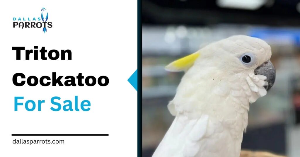 Triton Cockatoo