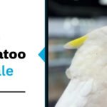 Triton Cockatoo