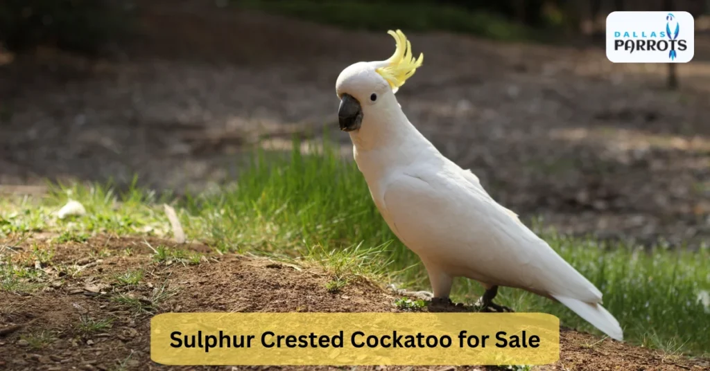 Sulphur Crested Cockatoo