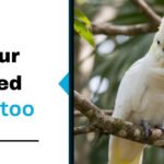 Sulphur Crested Cockatoo