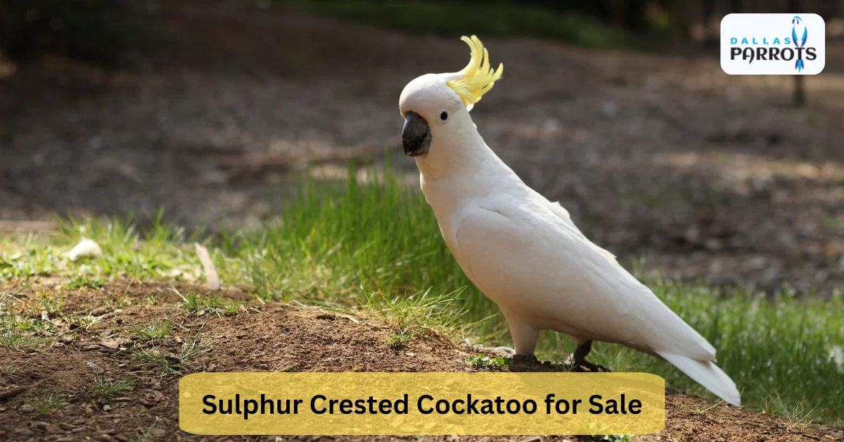 Sulphur Crested Cockatoo for Sale Quiet Lifespan Diet Living Playing & More 