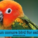 Sun conure bird for sale