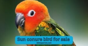 Sun conure bird for sale