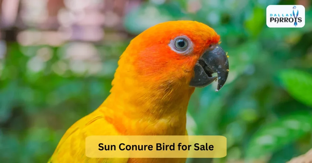 Sun Conure Bird for Sale