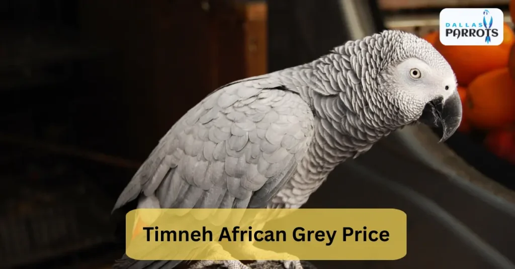 Timneh African Grey Price
