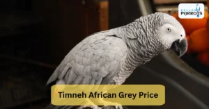 Timneh African Grey Price