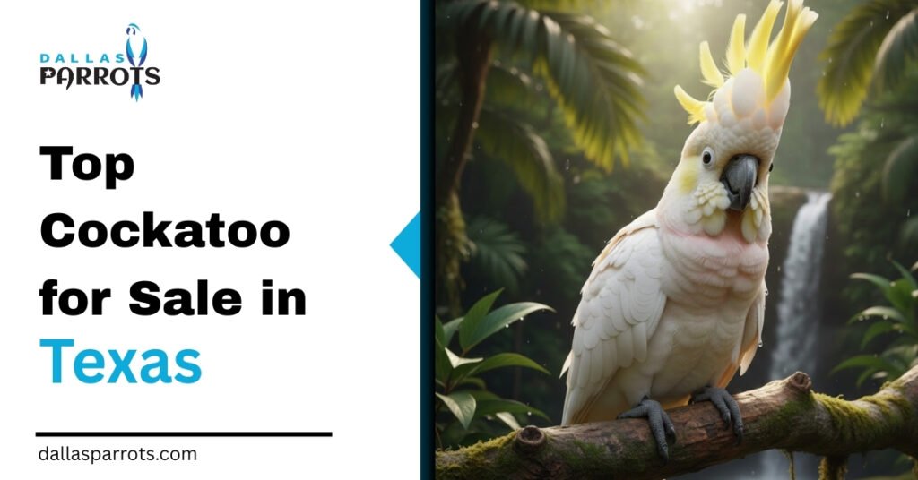 Top Cockatoo for Sale