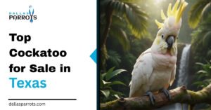 Top Cockatoo for Sale