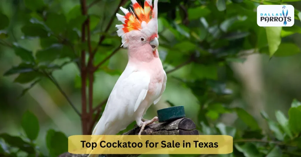 Top cockatoo for sale