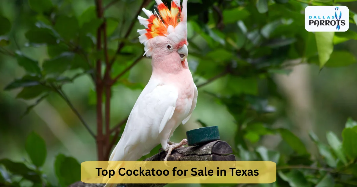 Top Cockatoo for Sale in Flower Mound, Texas Breeds Perfect for Beginner Bird Owners