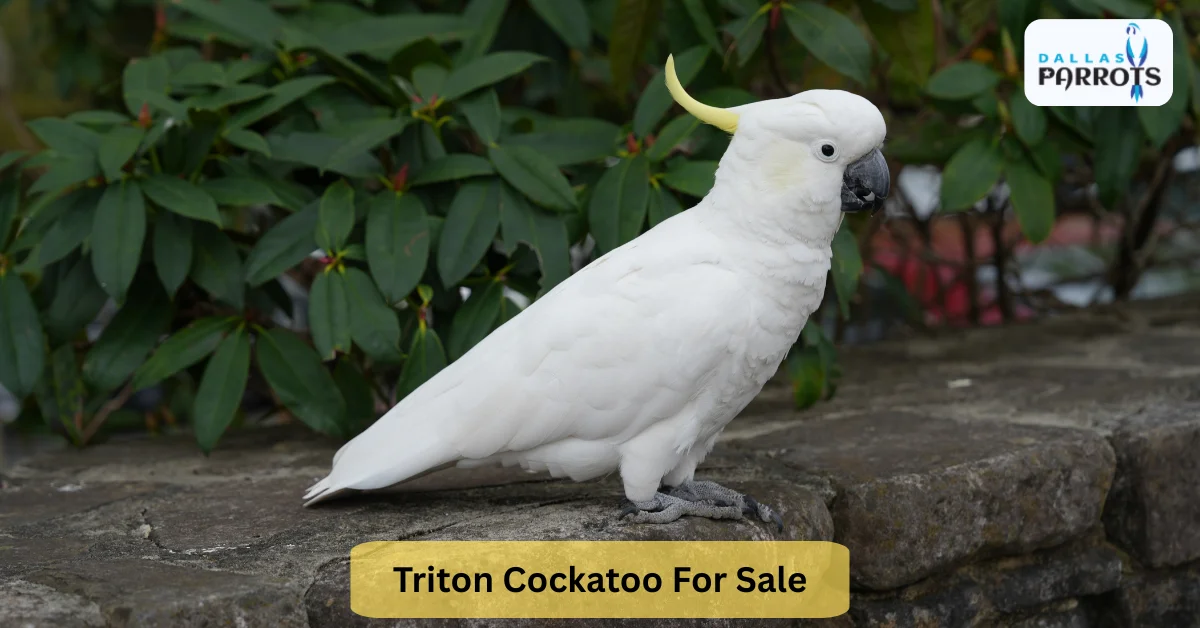 Triton Cockatoo Lifespan, Diet, Care and Behavior Guide
