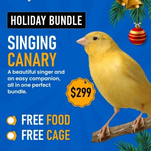 Singing Canary Bird Bundle Offer