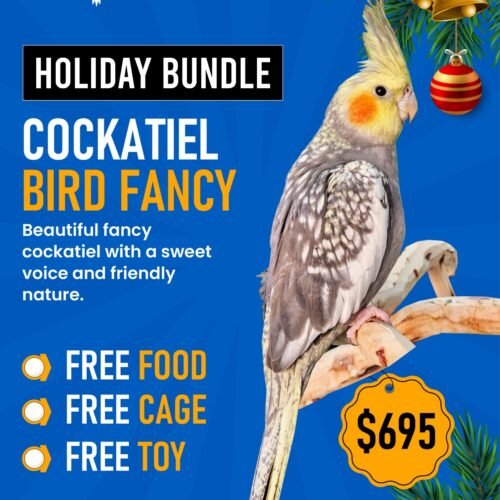 Cockatiel Bird Normal Bundle Offer