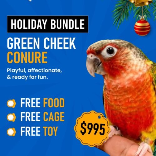Green Cheek Conure Normal