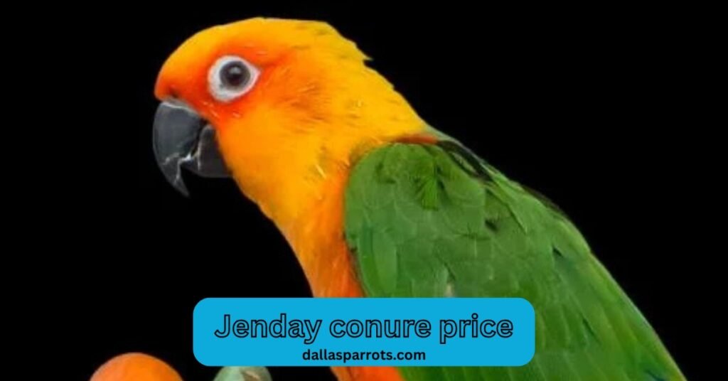 Jenday conure price