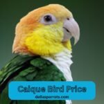 Caique bird price