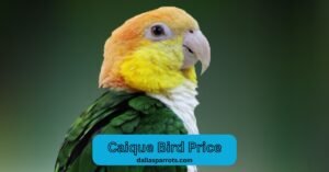 Caique bird price