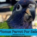 Pionus parrot for sale