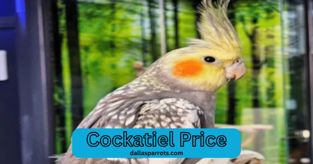 Cockatiel price