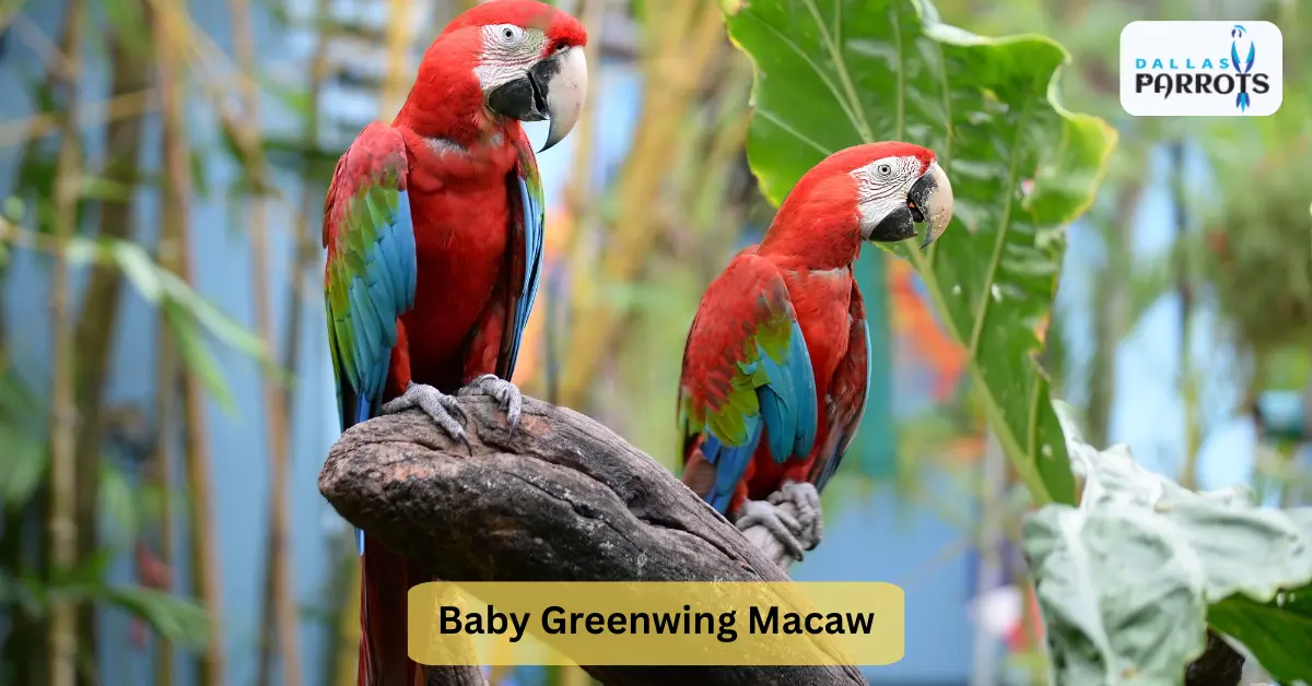 Baby Greenwing Macaw for Sale Quiet Lifespan Diet Living Playing & More