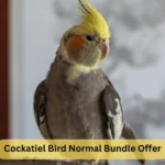Cockatiel Bird Normal Bundle Offer