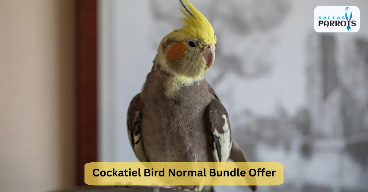 Cockatiel Bird Normal Bundle Offer Holiday Bundle Free Food, Free Cage, Free Toy & More