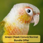 Green Cheek Conure Normal Bundle Offer