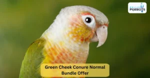 Green Cheek Conure Normal Bundle Offer