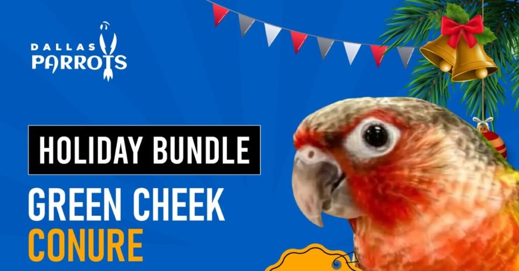 Green Cheek Conure Normal Bundle Offer