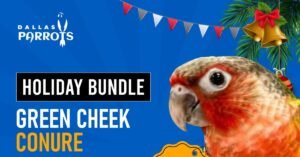 Green Cheek Conure Normal Bundle Offer